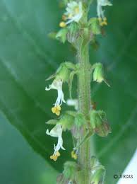Image result for Ocimum fimbriatum