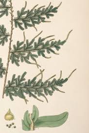 Image result for Selaginellaceae