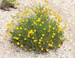 Image result for Dyssodia