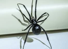 Choosing a diamond certified locally owned and operated pest control company is the best way to get started and the quickest. Preventing Black Widow Spiders In Jasper