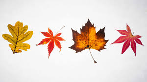 pay attention to autumn leaves ...