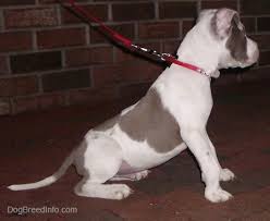 American staffordshire terrier, (pitbull) puppies. American Pit Bull Terrier Dog Breed Pictures 4