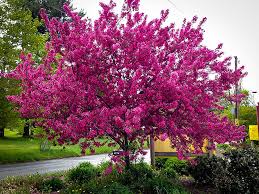 It is appealing for at least two reasons in regard to street tree we have seen the same on trees grown in our nursery. Buy Prairie Fire Crab Apple Trees Online The Tree Center