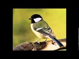 Sound Of Birds Chirping In The Morning Mp3 Free Download Bird Chirping Sound Effect Youtube