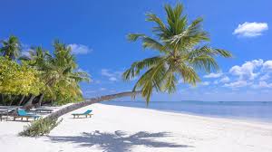 Check spelling or type a new query. Beach Teams Background Images Tropical Virtual Meeting Backgrounds