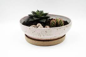 Cacti have adapted to survive in areas of low rainfall and poor soils. 7 Non Plant Souvenirs For Houseplant Lovers Green With Purpose
