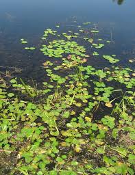 Image result for Nymphoides brevipedicellata