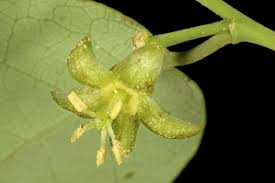 Image result for Pseudolachnostylis maprouneifolia