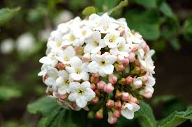 Grossblumiger Schneeball Viburnum Carlcephalum Schneeball Pflanze Schneeball Blutenfarben
