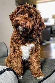 We are an australian labradoodle breeder in salem, oregon. Erwartung Charakteristisch Geistig Australian Labradoodle Oregon Sudan Ausfuhren Beschranken