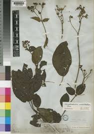 Image result for Clerodendrum umbellatum