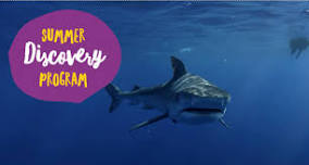 Shark Week
