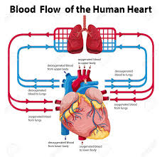 59 Punctilious Flowchart Of Blood Circulation