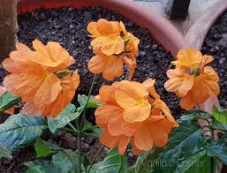 Crossandra thrives in warm weather, but requires a minimum winter outdoor temperature of 55 degrees fahrenheit. Aboli Crossandra Vanita S Corner