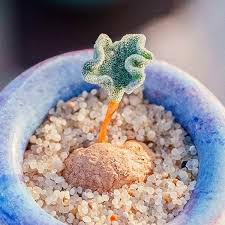 Image result for Eriospermum seineri