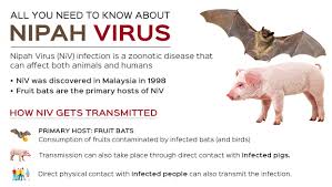 Nipah virus is the causative agent of the nipah virus infection, an emerging zoonotic disease first reported after an outbreak in malaysia in 1998. Nipah Virus Symptoms Diagnosis And Treatment Apollo Hospitals Blog