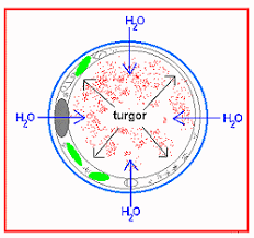 Growth in plant cells corresponds to an irreversible increase in volume, which is controlled by two antagonistic parameters: Growth Iii