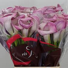 Must, have a state sales tax license. Calla Lily Denver 65cm Wholesale Dutch Flowers Florist Supplies Uk
