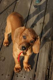 The pup's father, charokee, has a beautiful dark red coat and is a show champion and a great hunter…. Redbone Coonhound Vs Rottweiler Breed Comparison