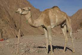 Camels are a mammal of the camelidae family. The Camel S Unique Physiology A Moment Of Science Indiana Public Media