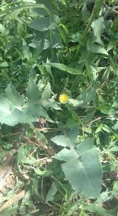 Image result for Limeum sulcatum