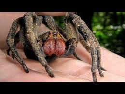 Diese spinne kommt in new south wales in bewaldeten und städtischen gebieten vor und kann in der beinspanne. 7 Ekelhafte Spinnen Denen Du Nicht Begegnen Mochtest Youtube