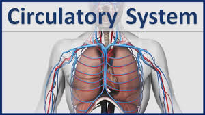 Human Organ Systems Part 4 3d Animation Human Circulatory System Cardiovascular System Youtube