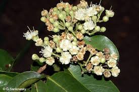 Image result for Maranthes