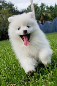 Yorkshire Terriers And Other Tiny Dog Breeds That Would Be Happy In Any Home Best Small Dogs Tiny Dog Breeds Best Small Dog Breeds
