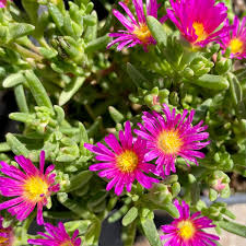 Image result for Delosperma mahonii