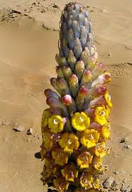 Image result for Cistanche tinctoria