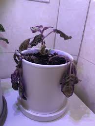 Full author bio contact julia Ask A Question Forum Purple Snow White Waffle Plant Garden Org