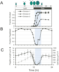 Practicing multiplication/division with selected times tables. Plos One Ift Proteins Accumulate During Cell Division And Localize To The Cleavage Furrow In Chlamydomonas