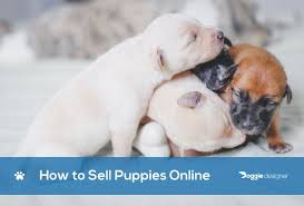 Give a pet a loving forever home with preloved. How To Sell Puppies Online 25 Tips Tricks Doggie Designer