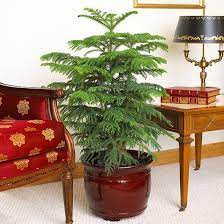 23 Of The Easiest Houseplants You Can Grow Easy House Plants Plants Indoor Trees