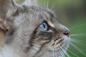 Les chats sont de véritables stars sur la toile et tard en fait partie. Maladie Du Chat 13 Maladies Felines Frequentes Ou A Risque