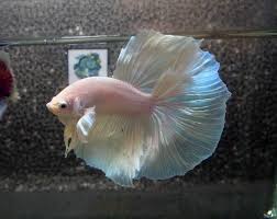 Purple pineapple dumbo halfmoon female. Aquabid Com Pure White Dumbo Halfmoon Betta Pure Products Fish Pet