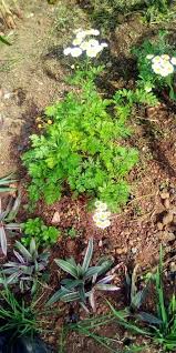 Image result for Pentarrhinum abyssinicum