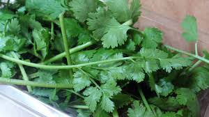 Berdasarkan pengalaman, daun ketumbar memang bukanlah bumbu yang sering dimasukkan kedalam masakan indonesia, namun menjadi rempah wajib di masakan thailand dan. Ini Cara Membedakan Seledri Peterseli Dan Daun Ketumbar Kumparan Com