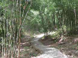 Nhớ rặng tre xưa - Nông Thôn Việt