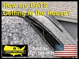Put up bat and bird houses. Indianapolis Bat Removal American Animal Control Llc