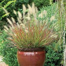 Pennisetum massaicum 'red bunny tails' lampenpoetsergras. Burgundy Bunny Fountain Grass Park Seed