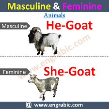 How do camels adapt to their environment? Masculine Feminine For Class 3 Masculine Feminine Masculine Masculine And Feminine List