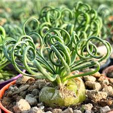 Image result for Albuca virens