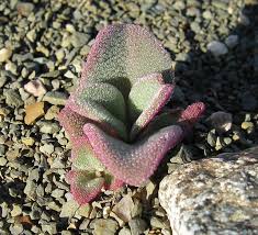 Image result for Aizoaceae