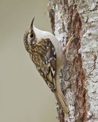 Brown Creeper Audubon Field Guide Common Birds Birds Backyard Birds