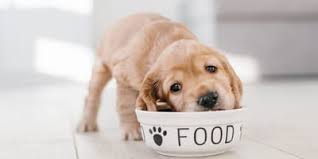 What time should you feed your puppy. Puppy Feeding Times How Many Times A Day Should You Feed Your Puppy