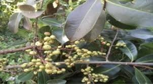 Image result for Embelia schimperi