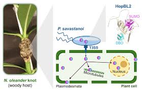 Image result for pseudomonas savastanoi pv nerii oleander symptoms