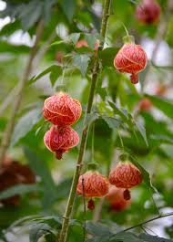 Image result for Abutilon angulatum